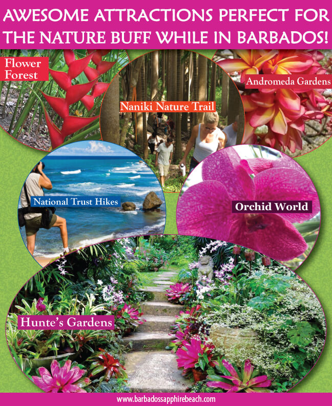 INFOGRAPHIC nature attractions in Barbados