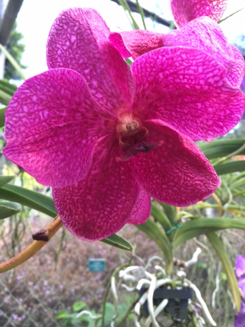 Orchid World Barbados